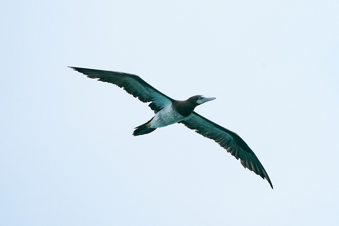 Brown Booby (Atlantic) - ML594636761