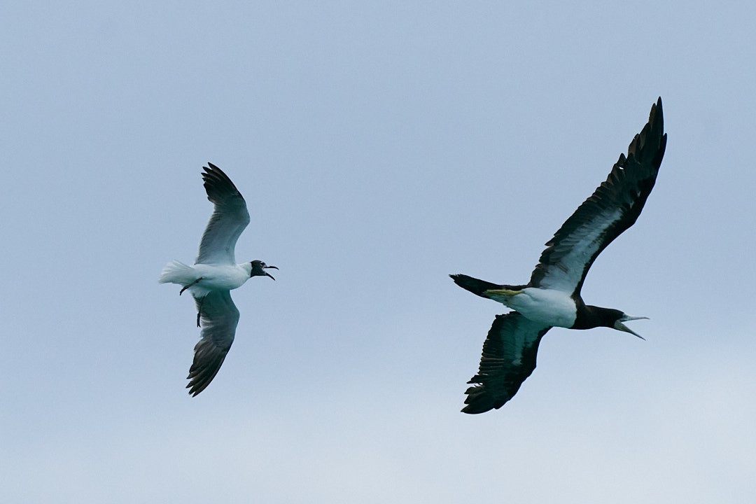 Brown Booby (Atlantic) - ML594636781