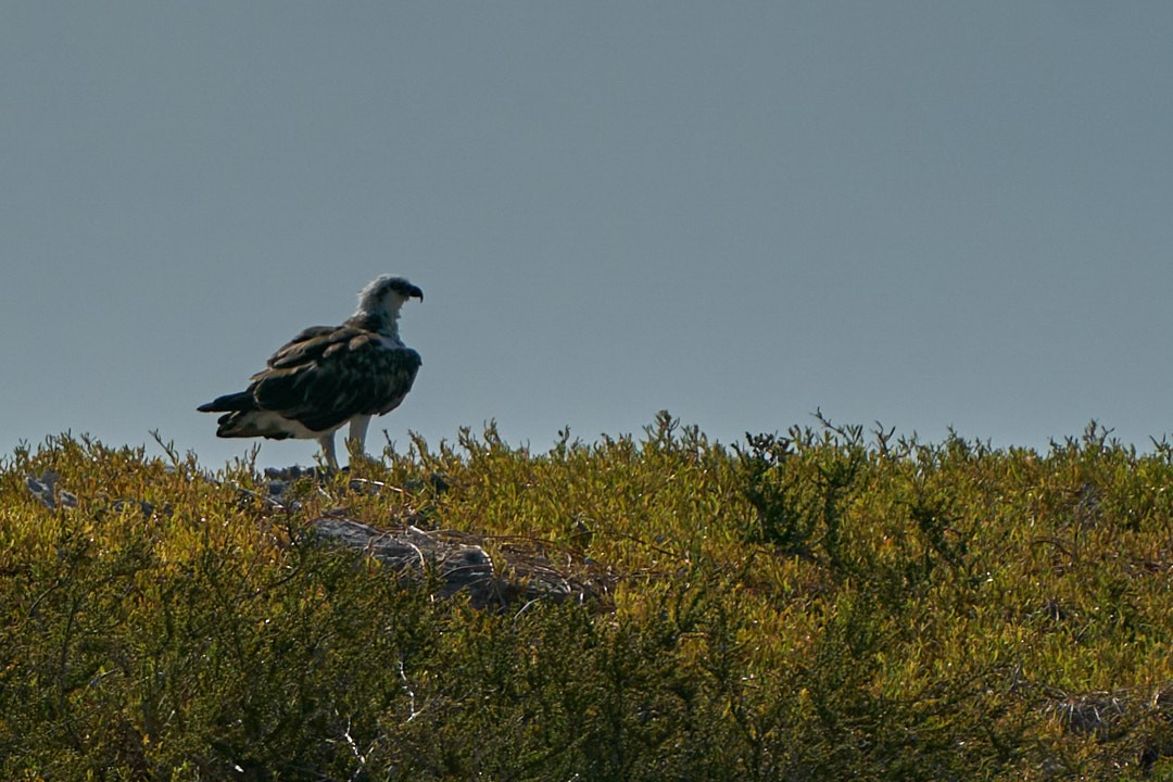 Balbuzard pêcheur - ML594636931