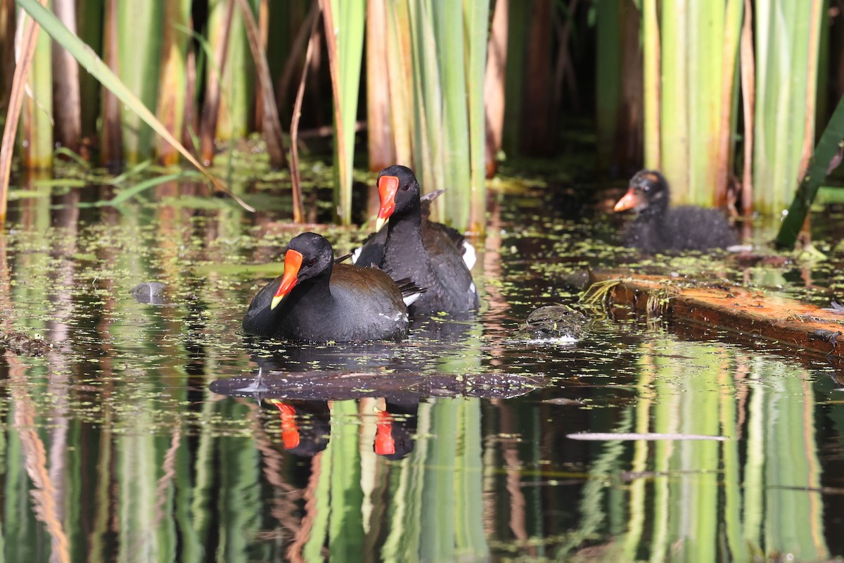 Common Gallinule - ML594637891