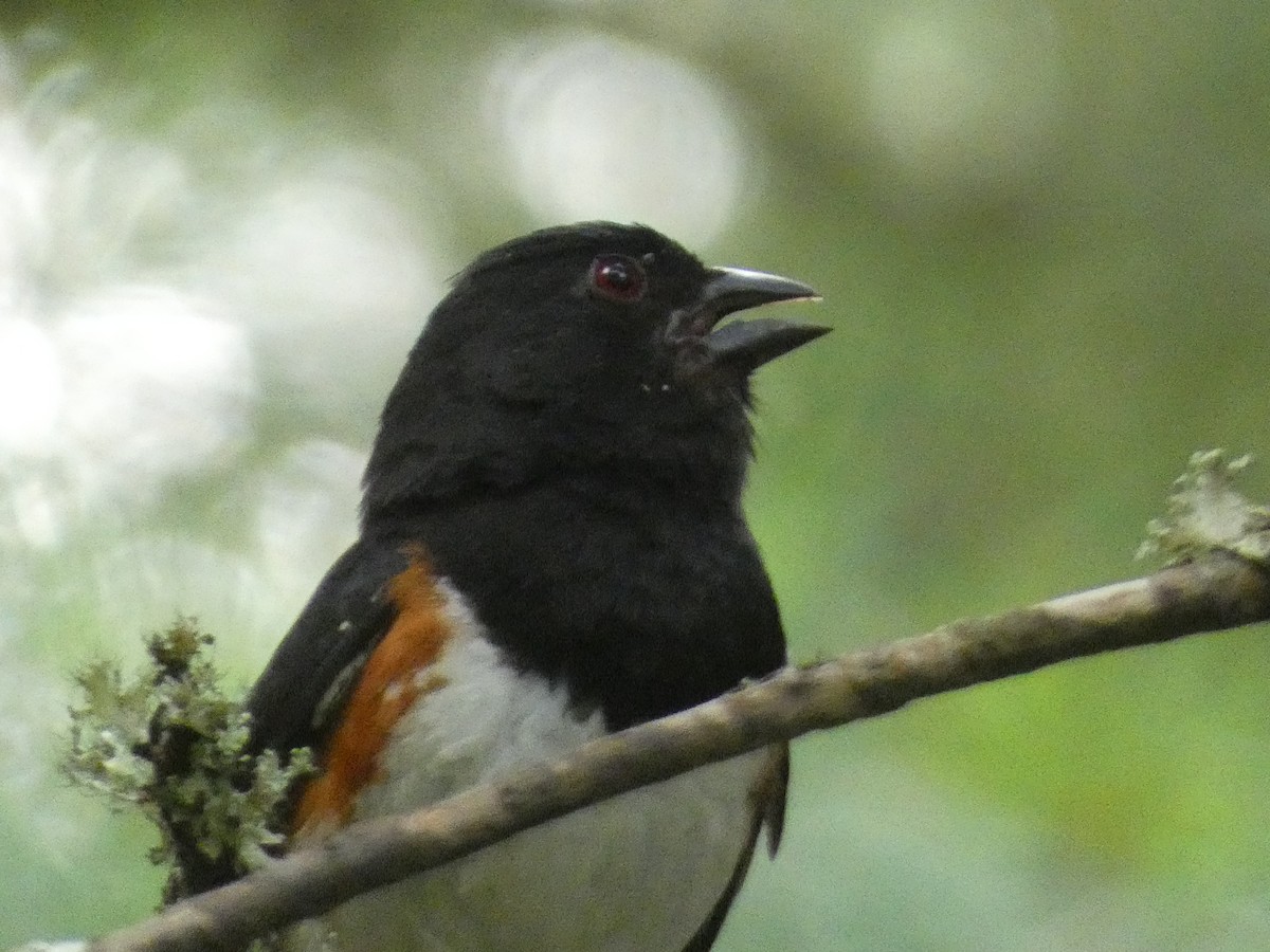 Eastern Towhee - Kevin Achtmeyer