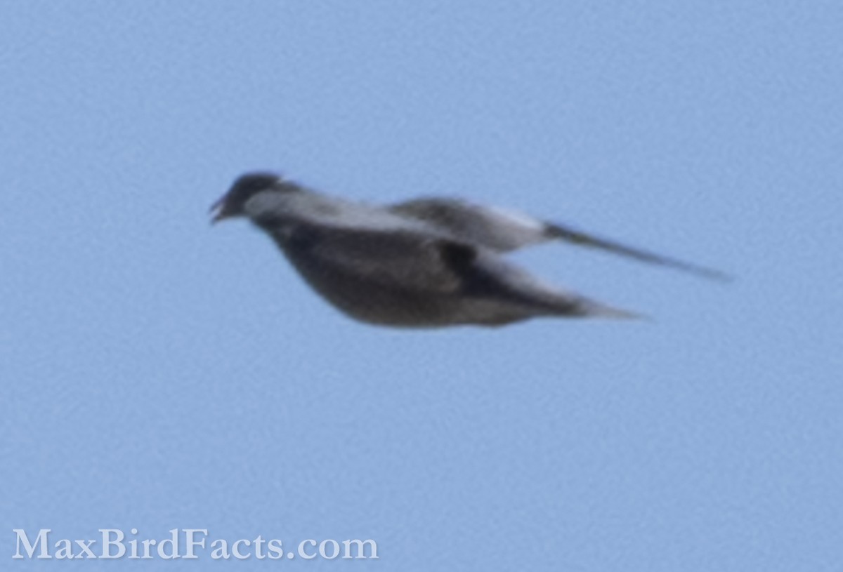 Band-tailed Pigeon - ML594639061