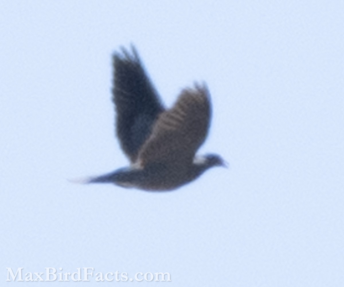 Band-tailed Pigeon - ML594639081