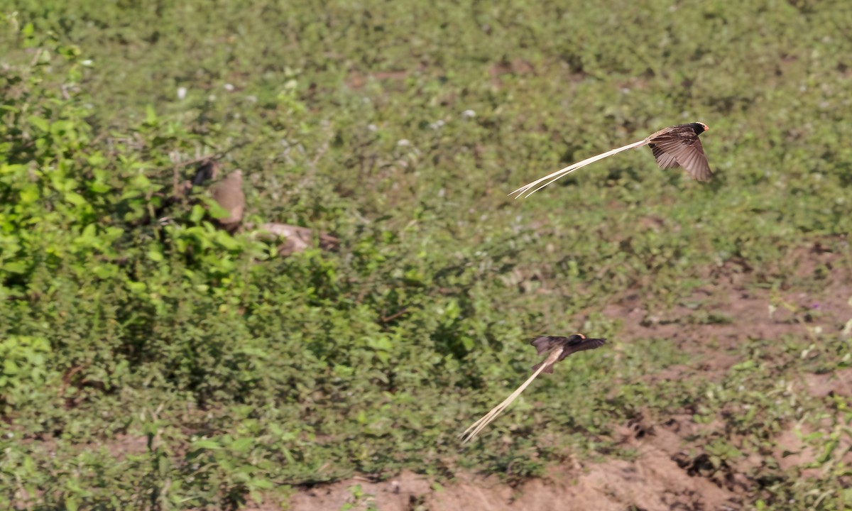 Straw-tailed Whydah - ML594639291