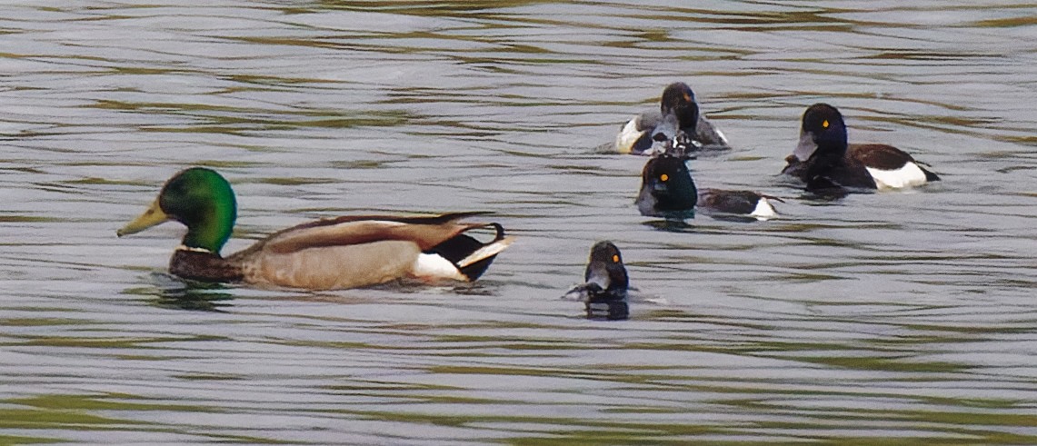 Canard colvert - ML594639681