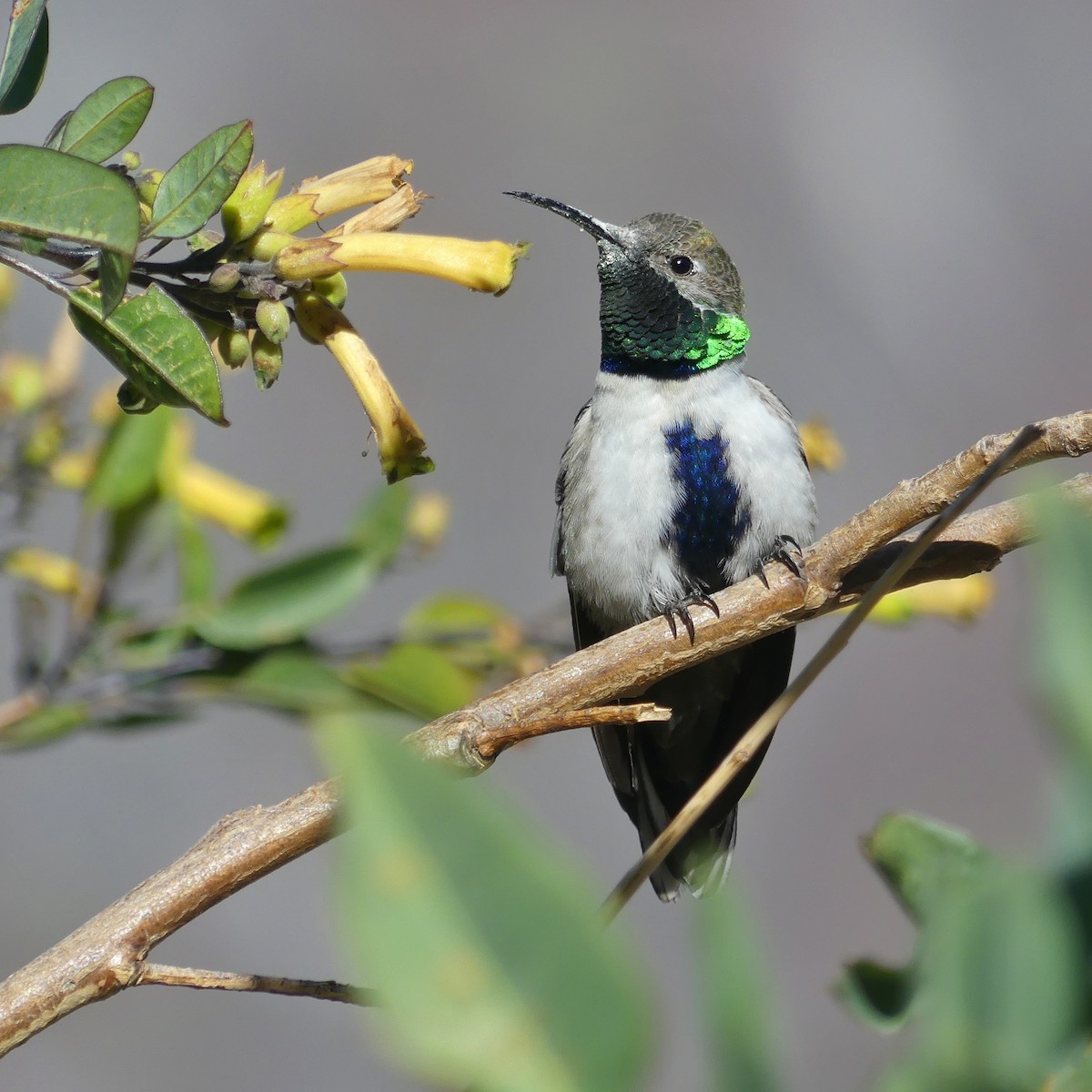 White-sided Hillstar - ML594639751