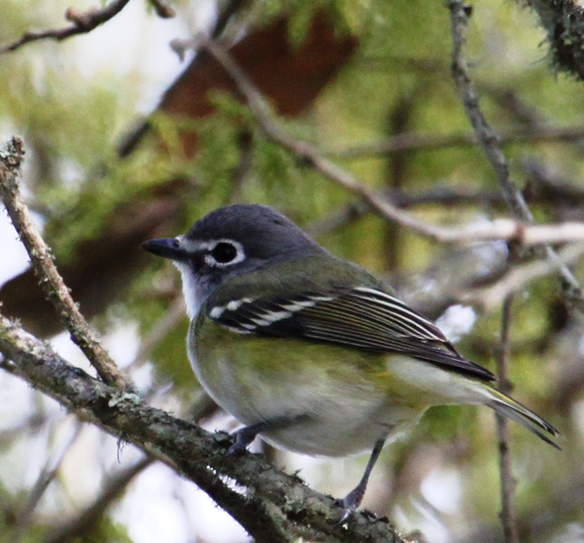 Blue-headed Vireo - ML59464001