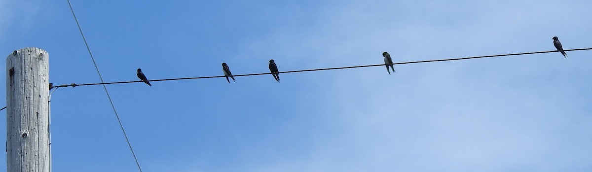 Purple Martin - Barbara Dye