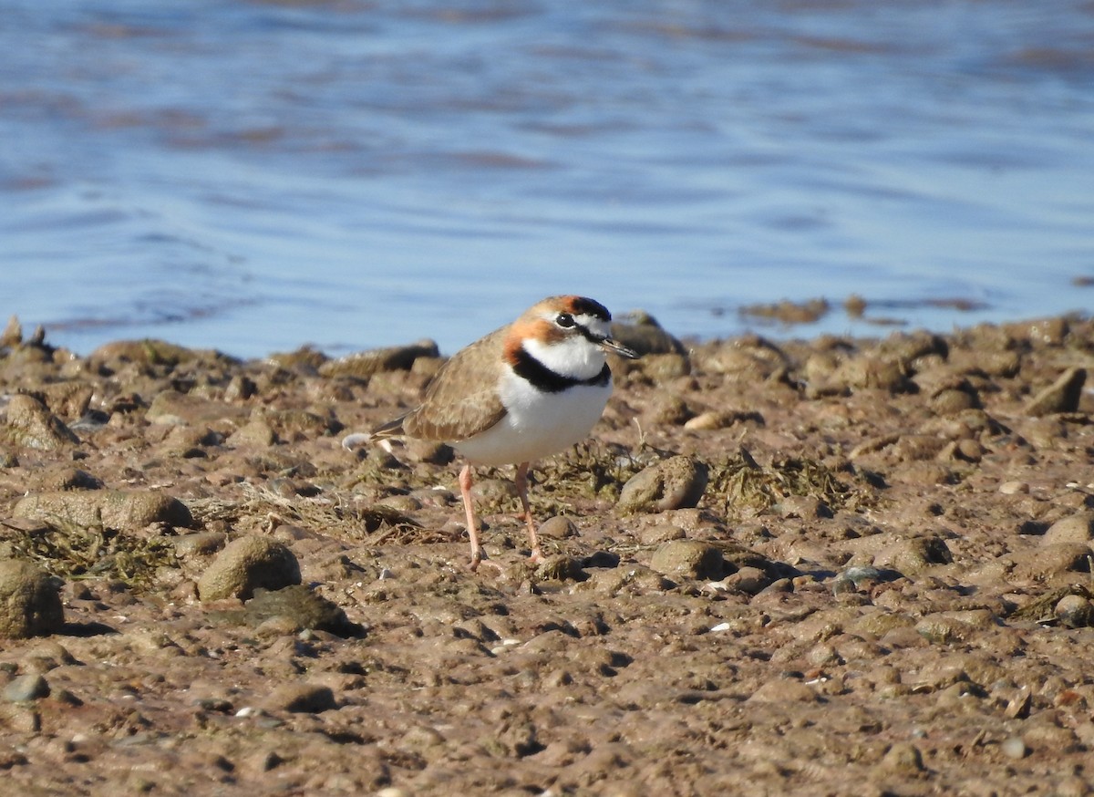 Collared Plover - Sergio Gustavo Quinzio Piña