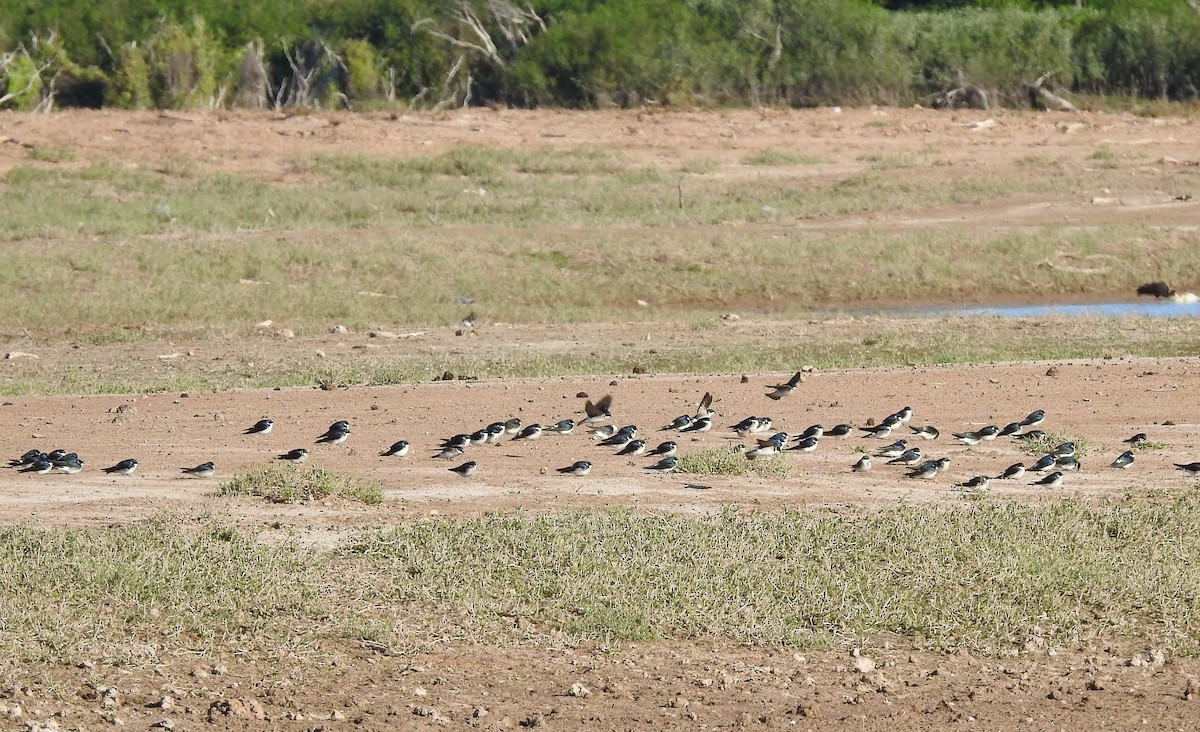 Chilean Swallow - ML594642041