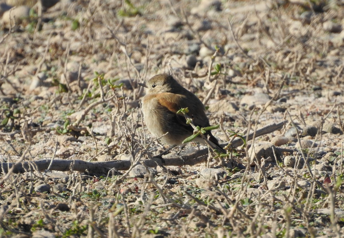 Patagoniensporntyrann - ML594642771