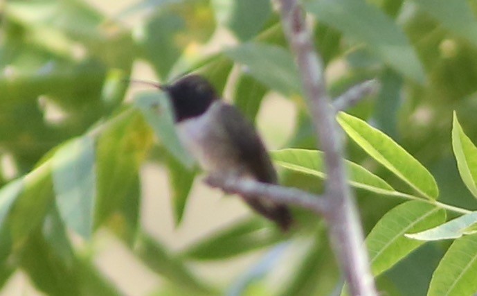 Black-chinned Hummingbird - Ameet Shah