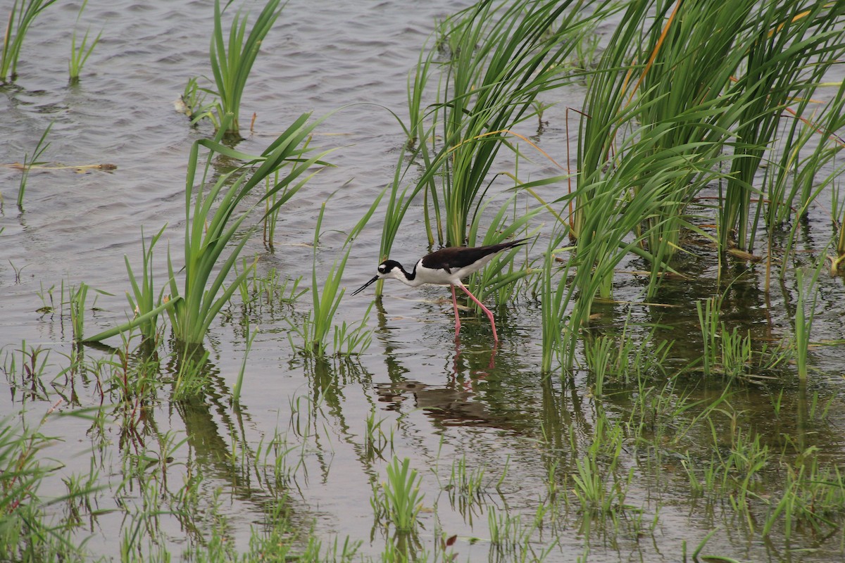 Black-necked Stilt - ML594643351