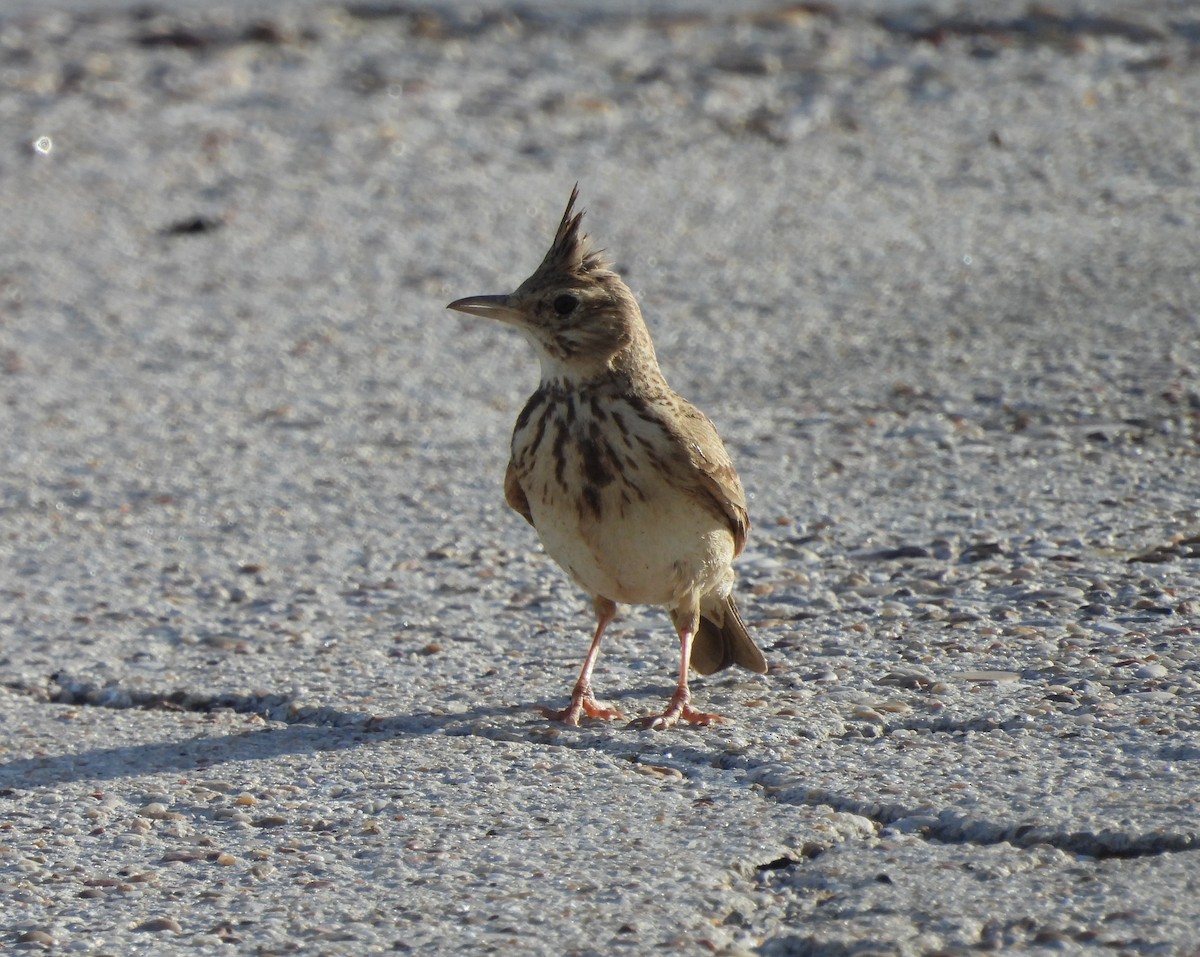 Crested Lark - ML594643591