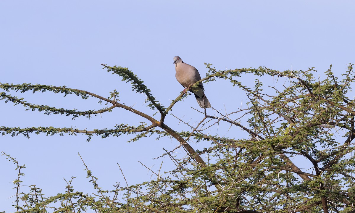 Mourning Collared-Dove - ML594644081