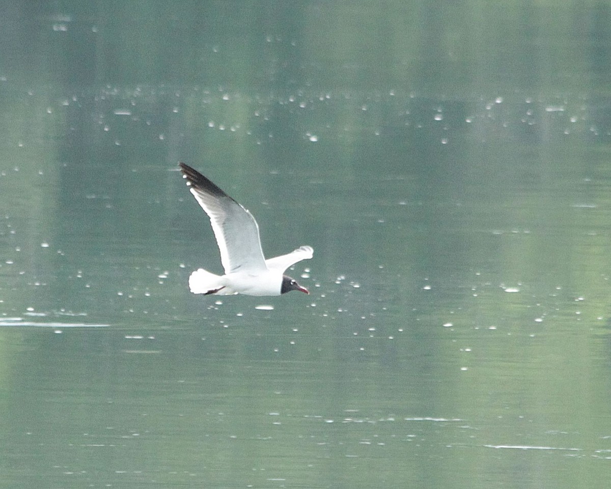 Laughing Gull - Doug Gardner