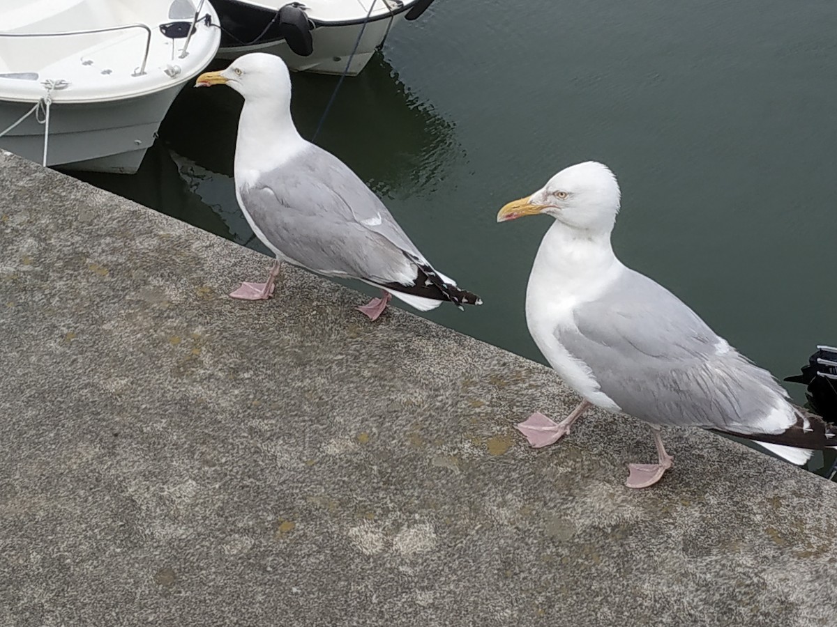 Herring Gull - ML594645061