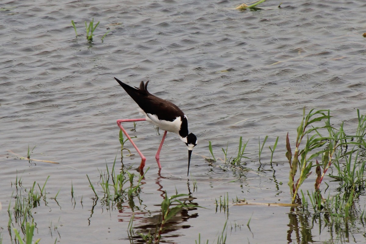 Black-necked Stilt - ML594645261