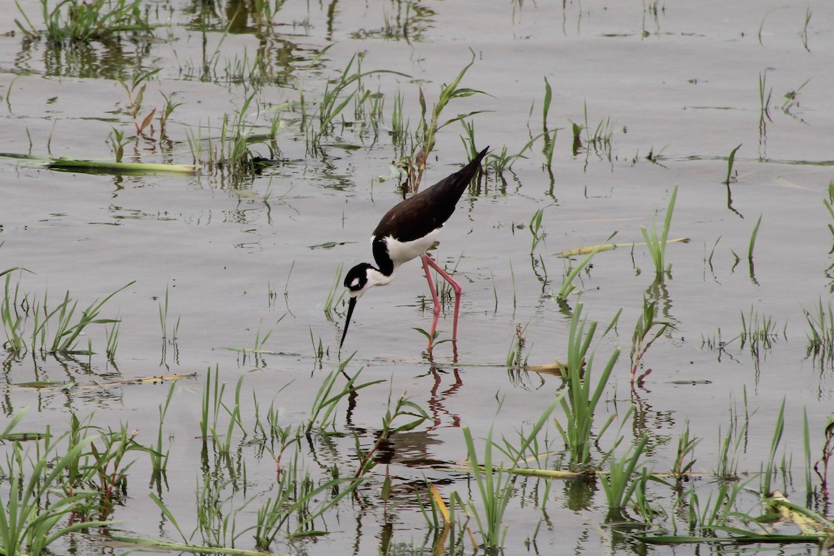 Black-necked Stilt - David Ross