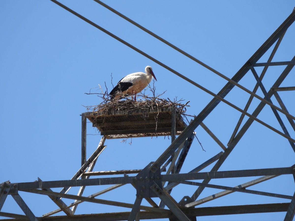 White Stork - ML594645561