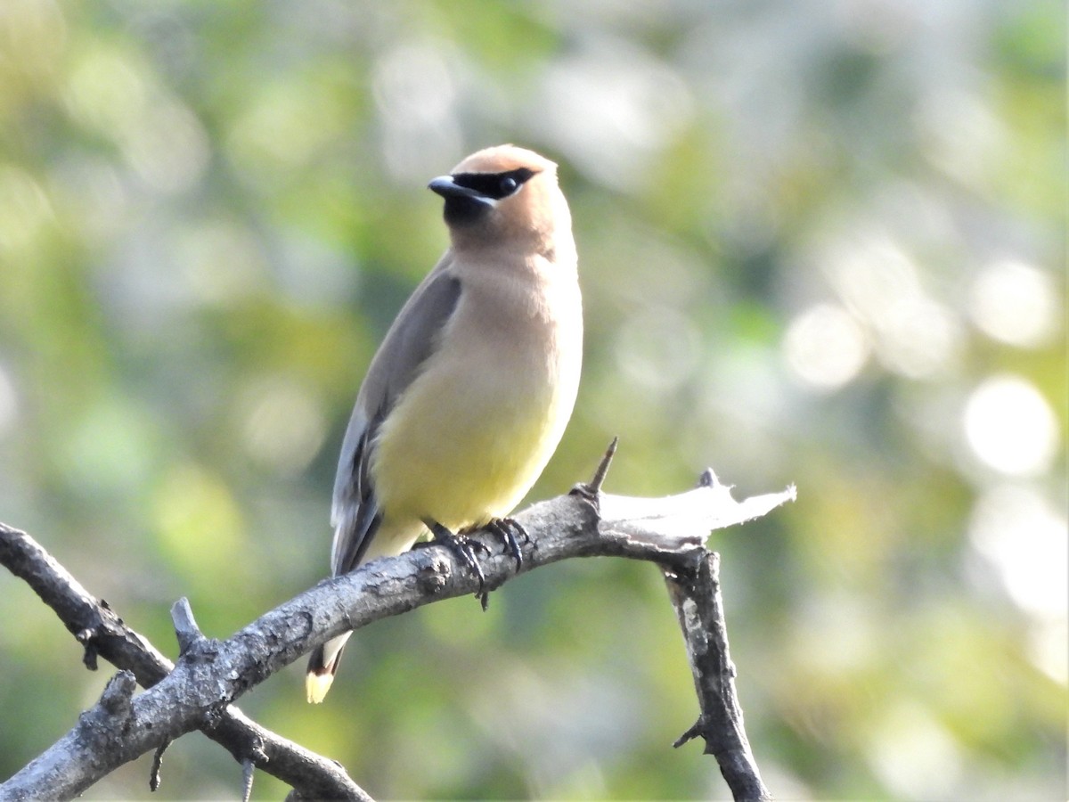 Cedar Waxwing - ML594645581