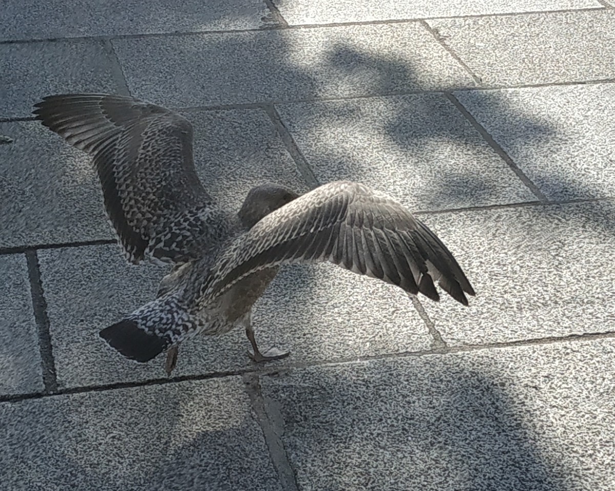 Herring Gull - ML594646191