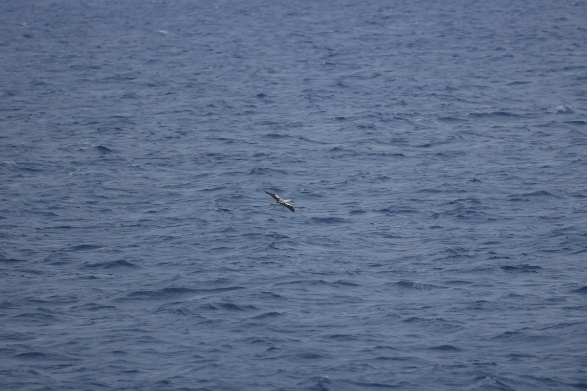 Masked Booby - ML594646221