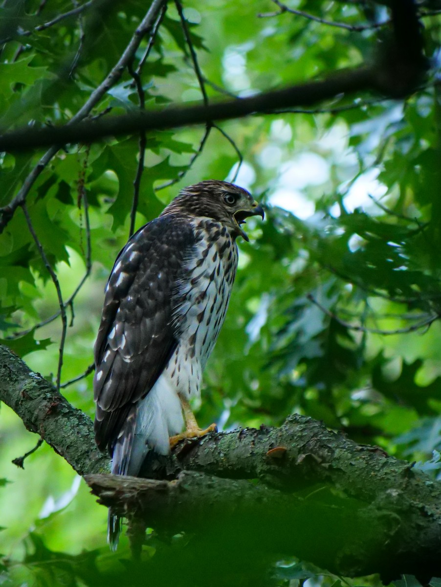 Cooper's Hawk - ML594646421