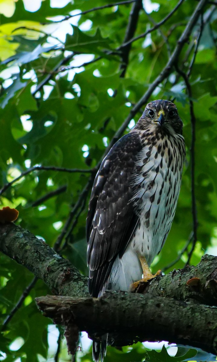 Cooper's Hawk - ML594646431