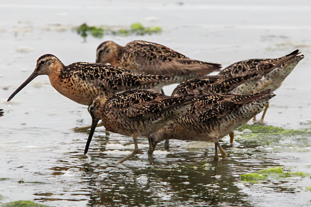 kortnebbekkasinsnipe - ML594646911