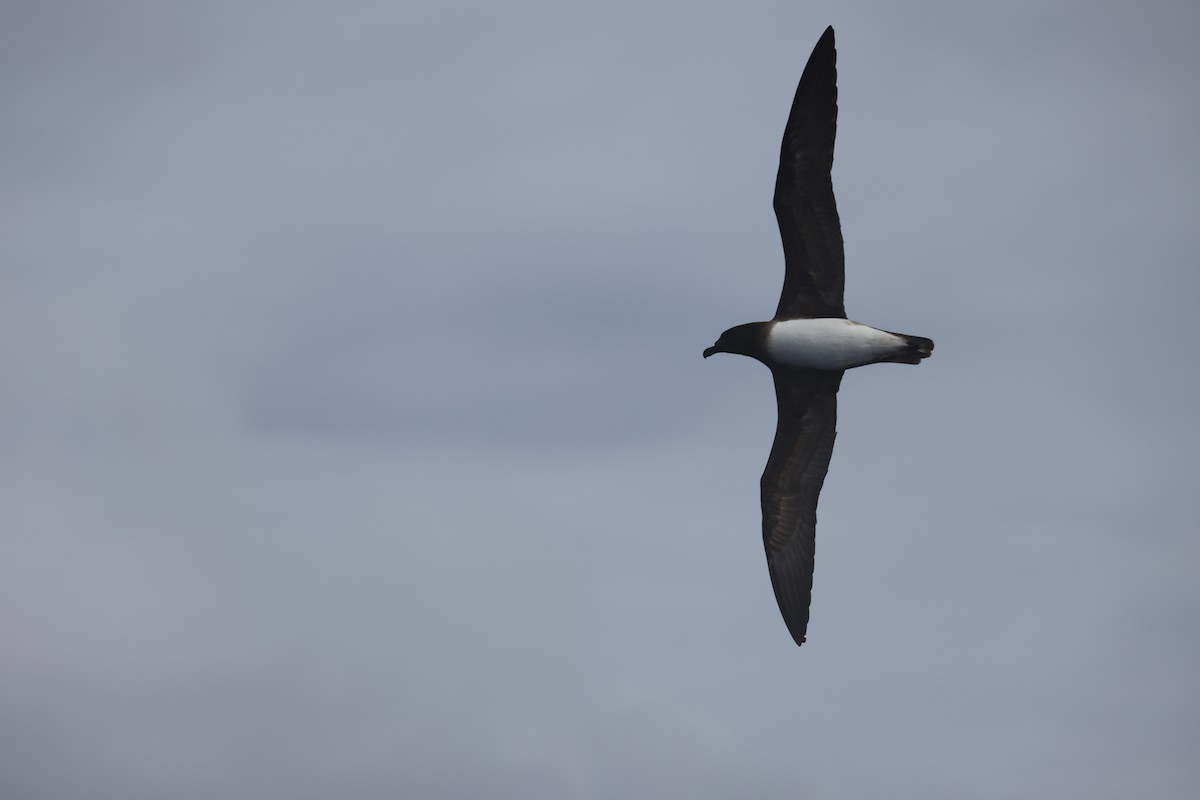 Tahiti Petrel - ML594647281