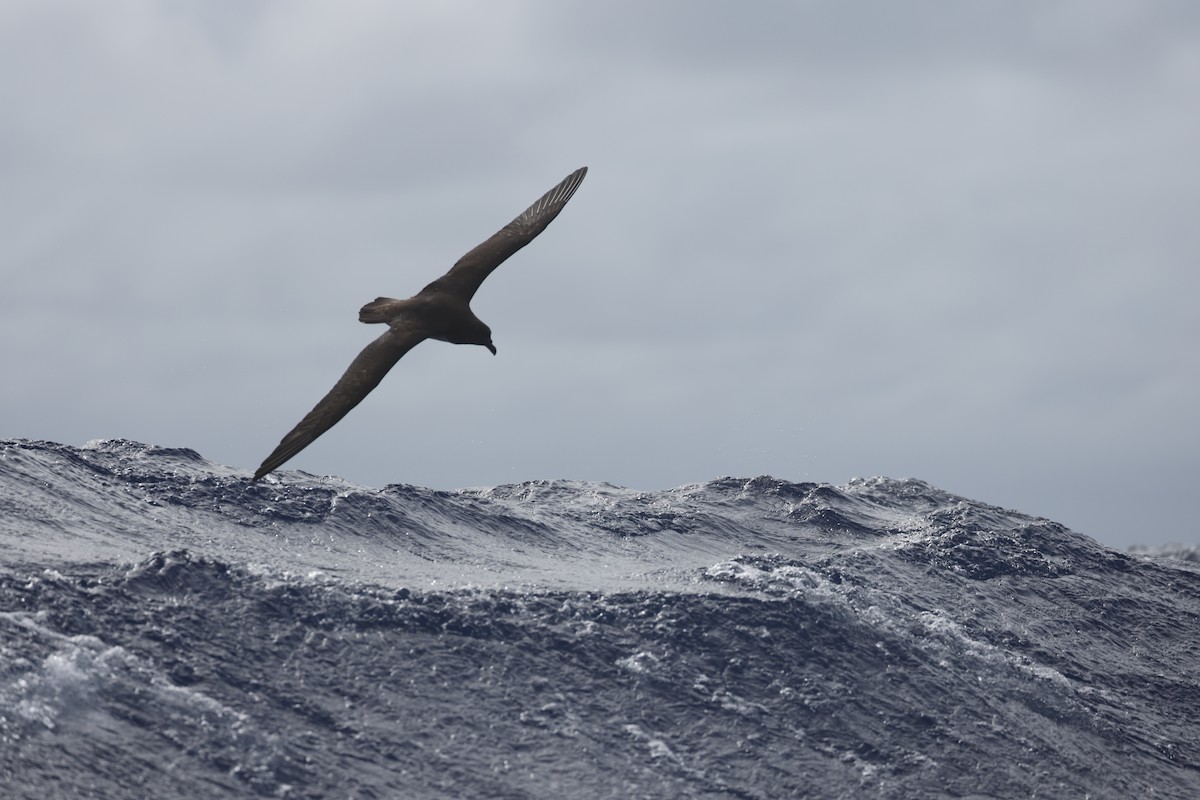 Tahiti Petrel - ML594647301