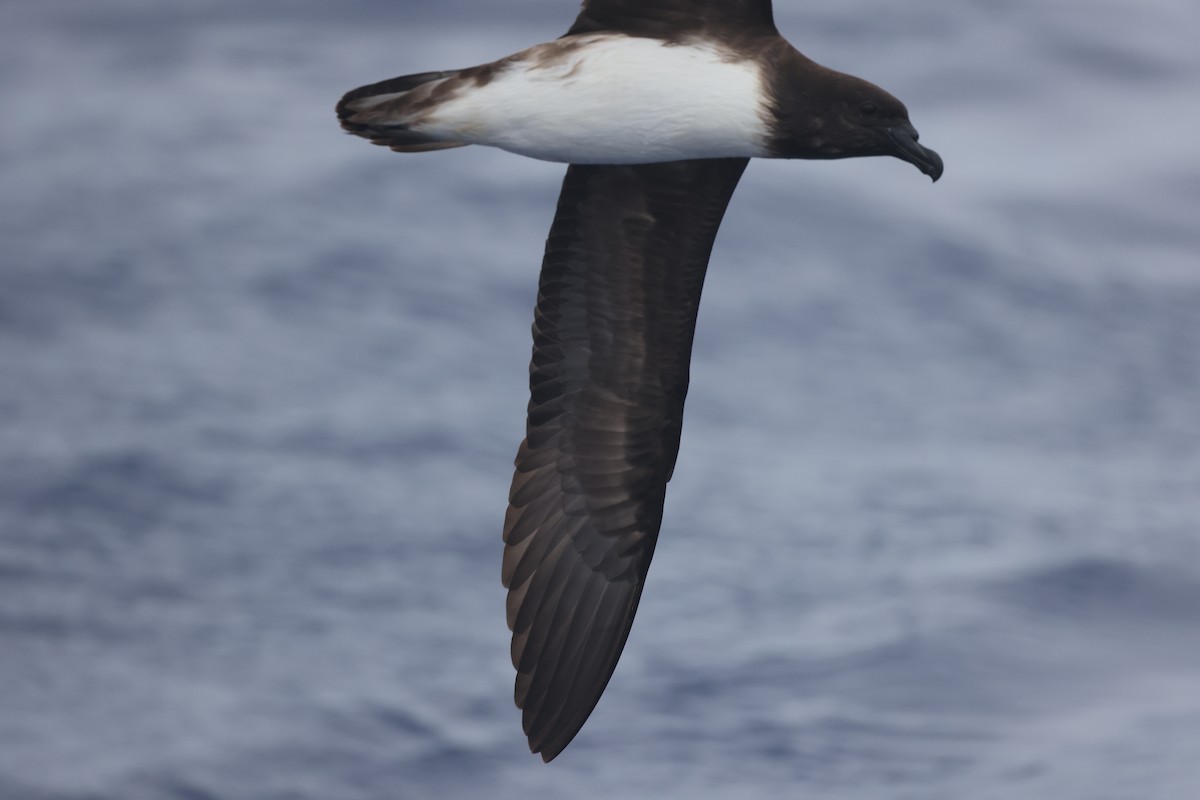 Tahiti Petrel - ML594647311