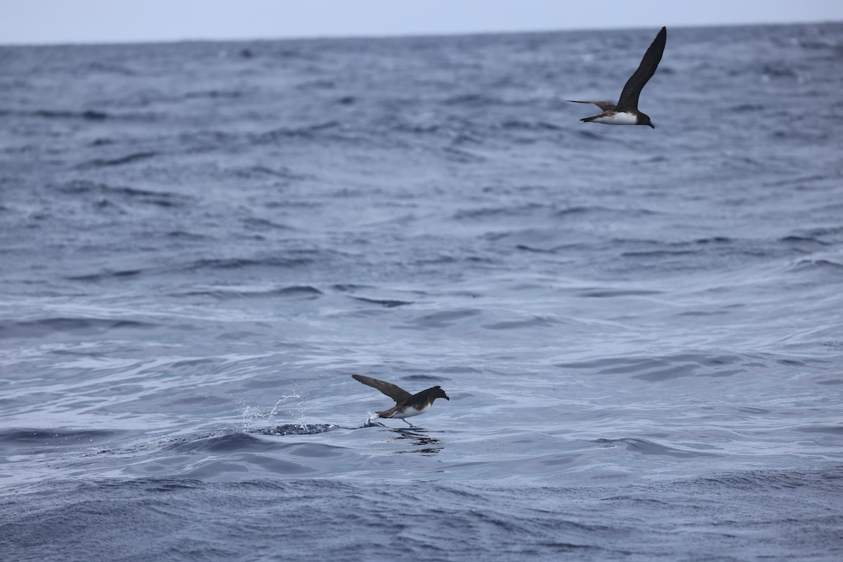 Tahiti Petrel - Chris Thompson