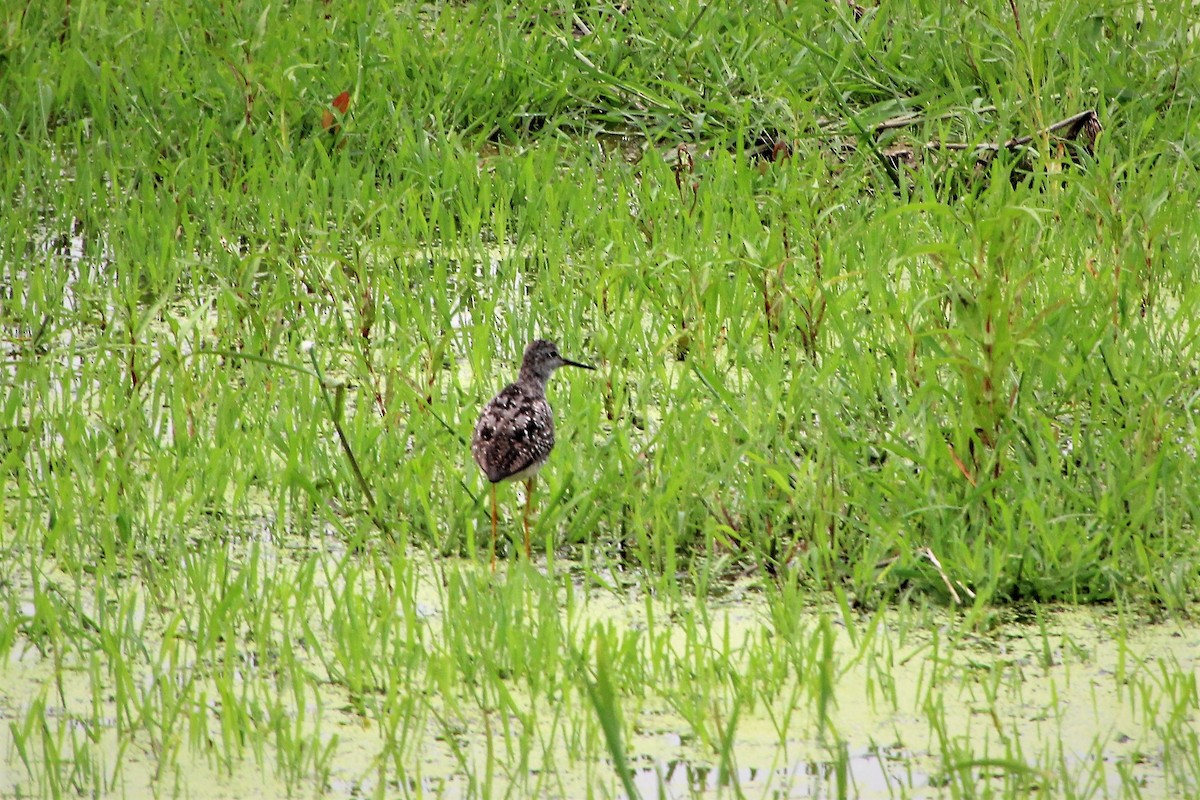 Lesser Yellowlegs - ML594647841