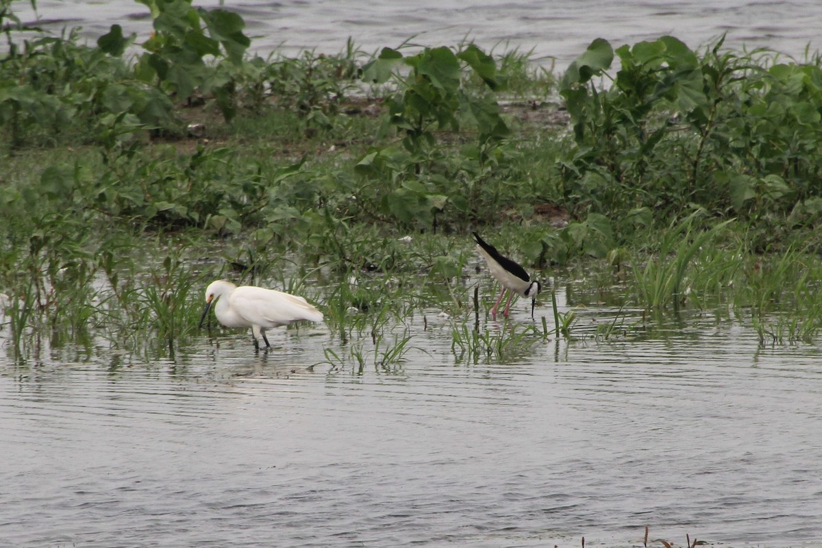 Snowy Egret - ML594648021