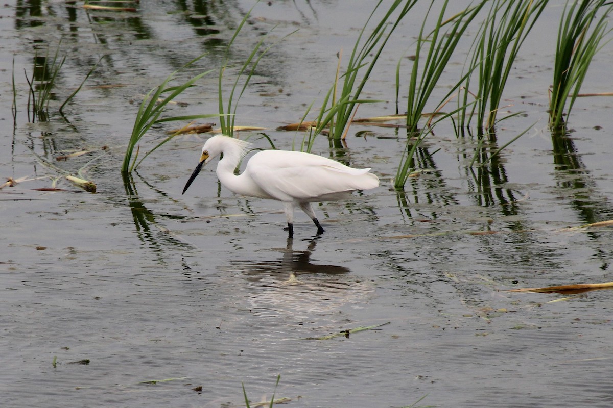 Snowy Egret - David Ross