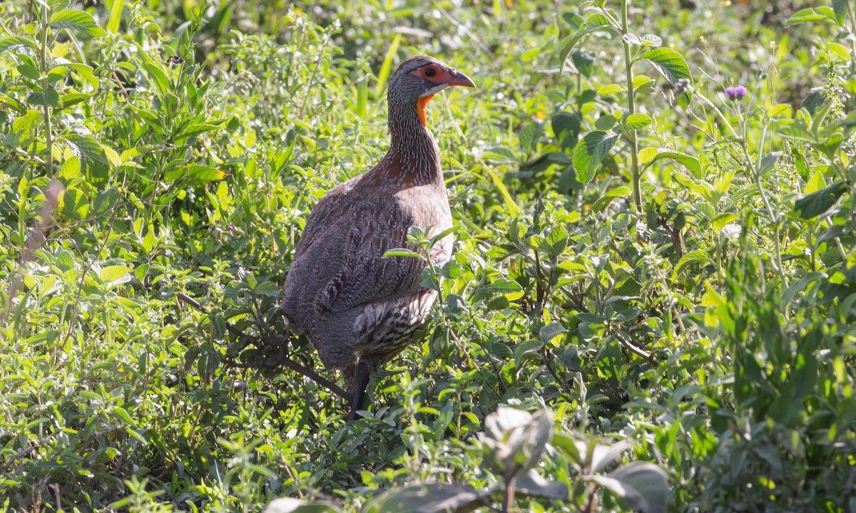 Gray-breasted Spurfowl - ML594648171