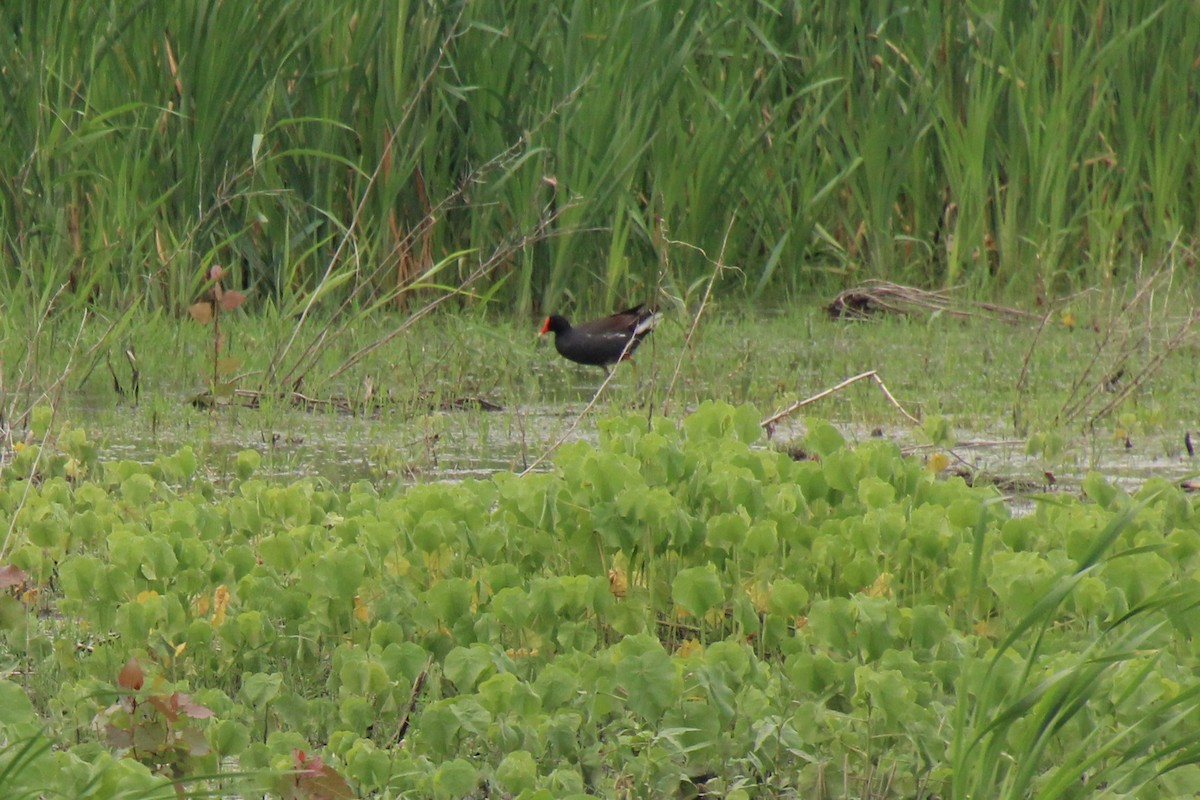 Common Gallinule - ML594648191