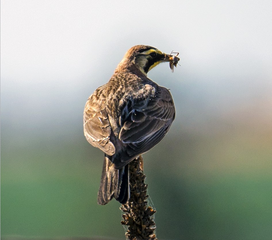 Horned Lark - ML594648271