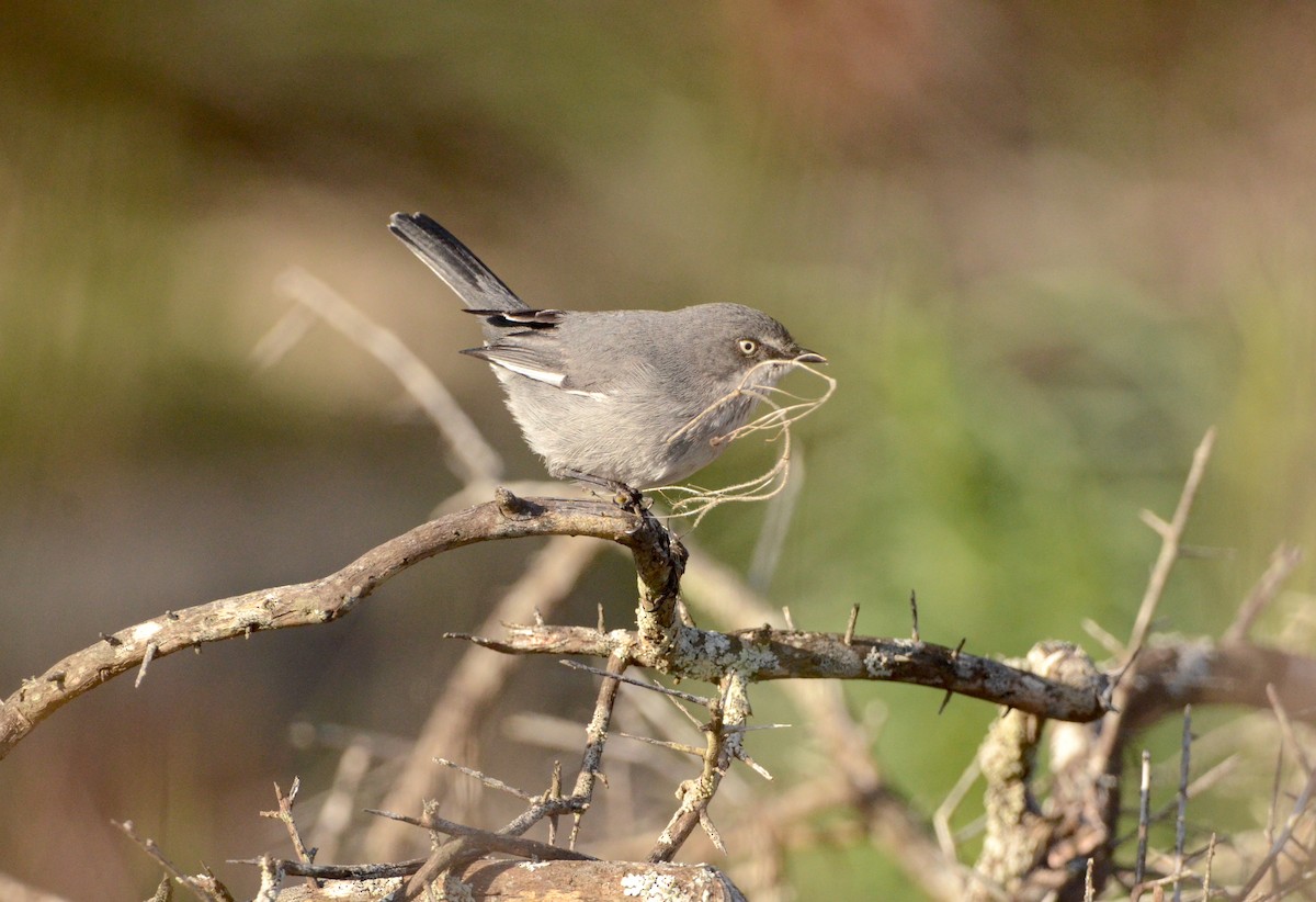 Layard's Warbler - Gabriel Jamie