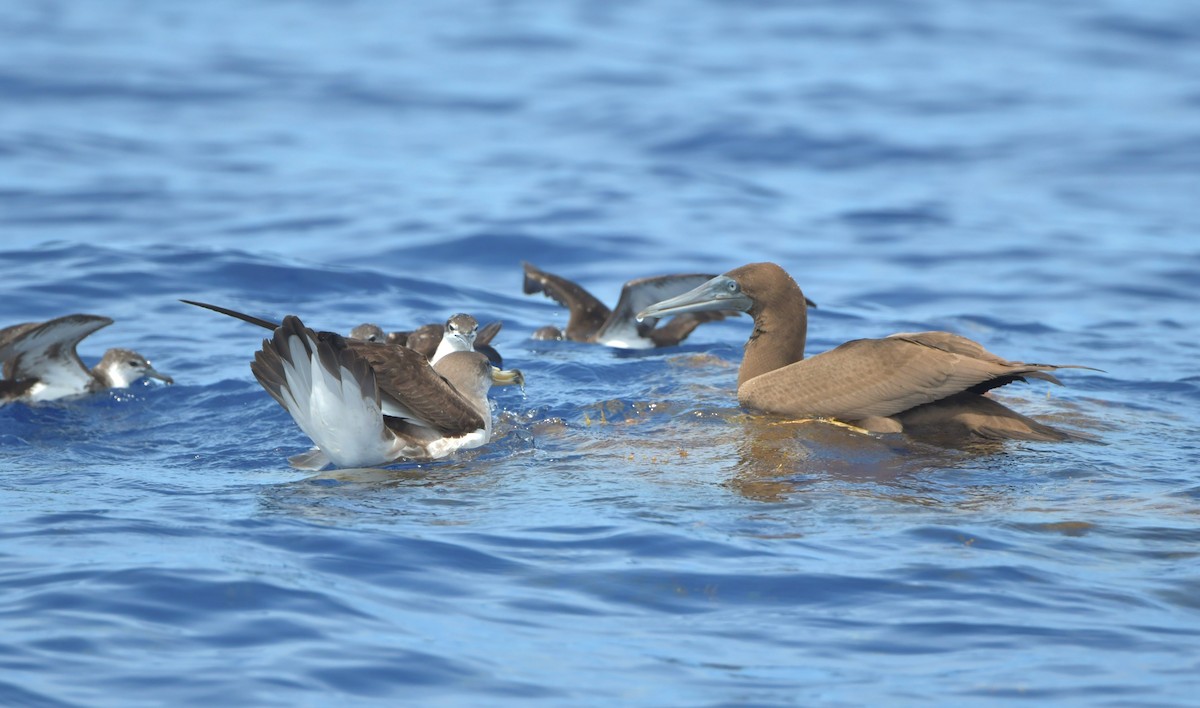 Brown Booby (Atlantic) - ML594649611