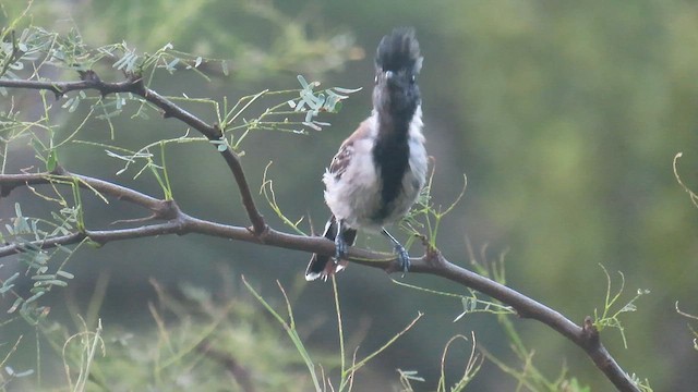 Black-crested Antshrike - ML594650241