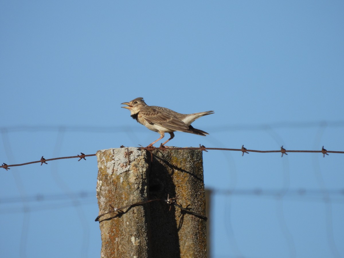 Calandra Lark - ML594650561