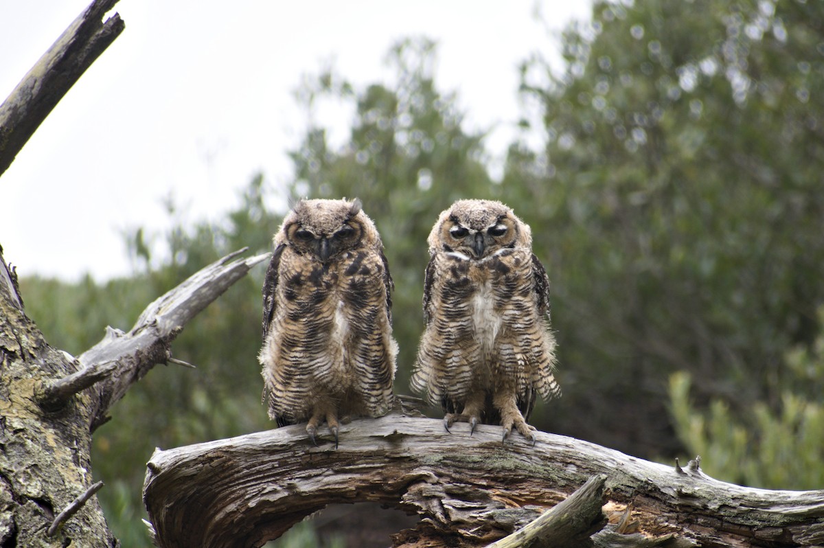 Great Horned Owl - Nico Stuurman