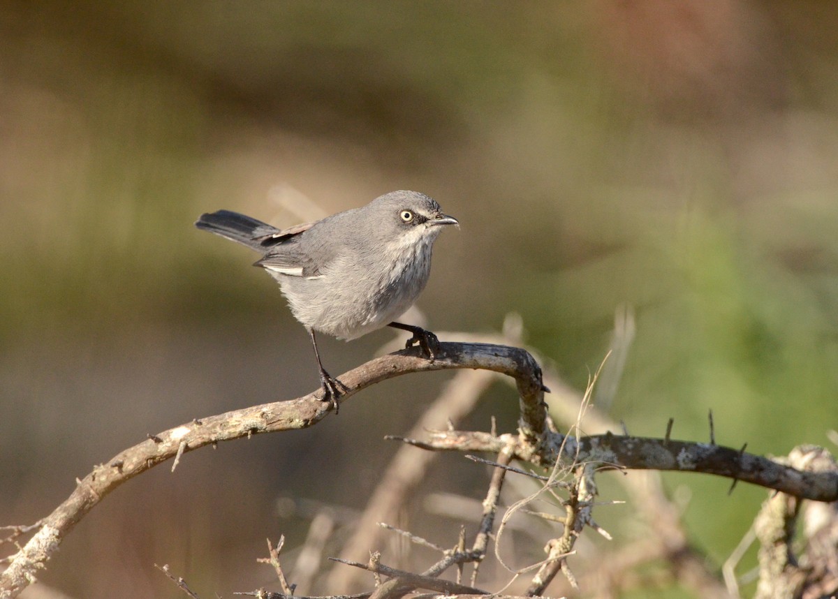 Layard's Warbler - ML594650941