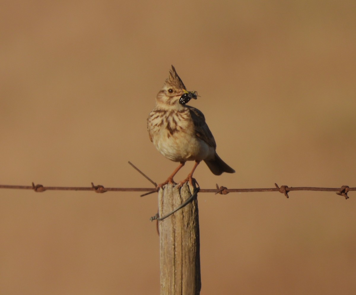 Crested Lark - ML594651391