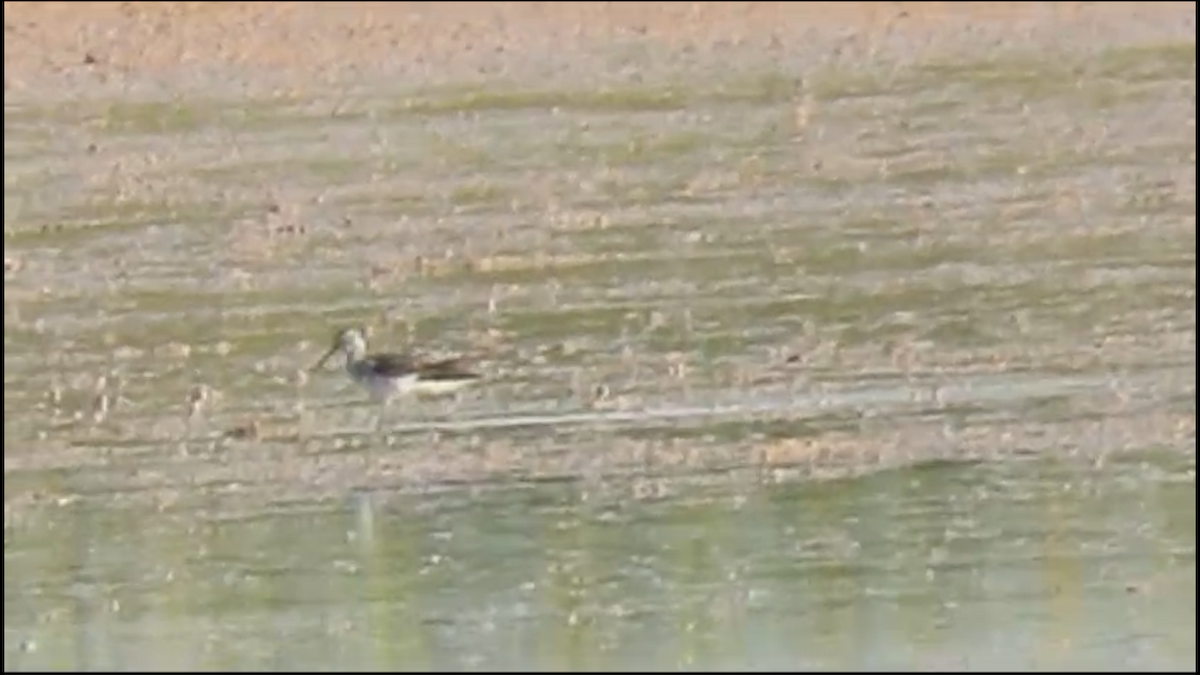 Common Greenshank - ML594652281