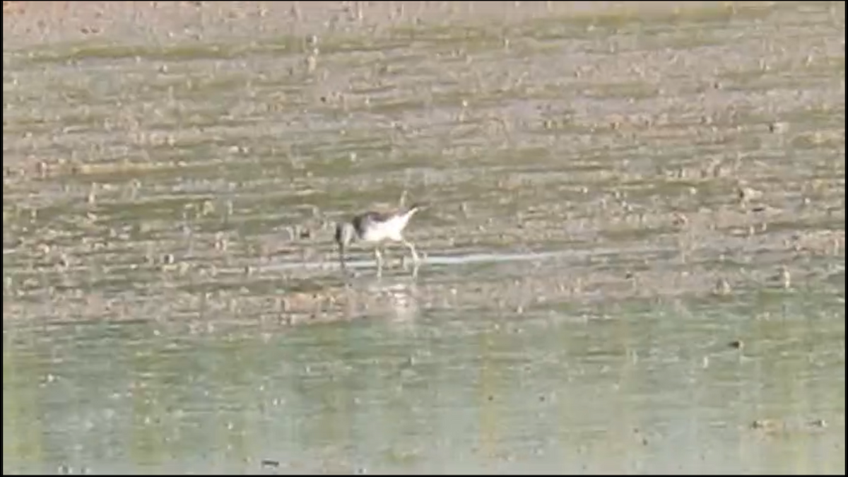 Common Greenshank - ML594652311