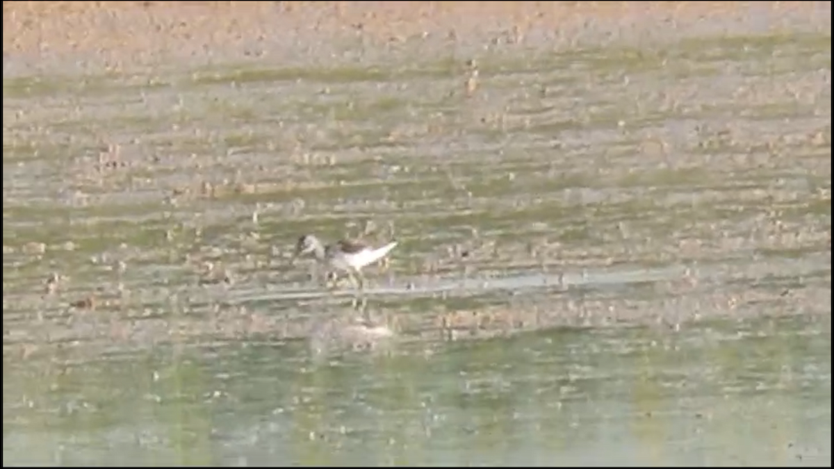 Common Greenshank - ML594652321